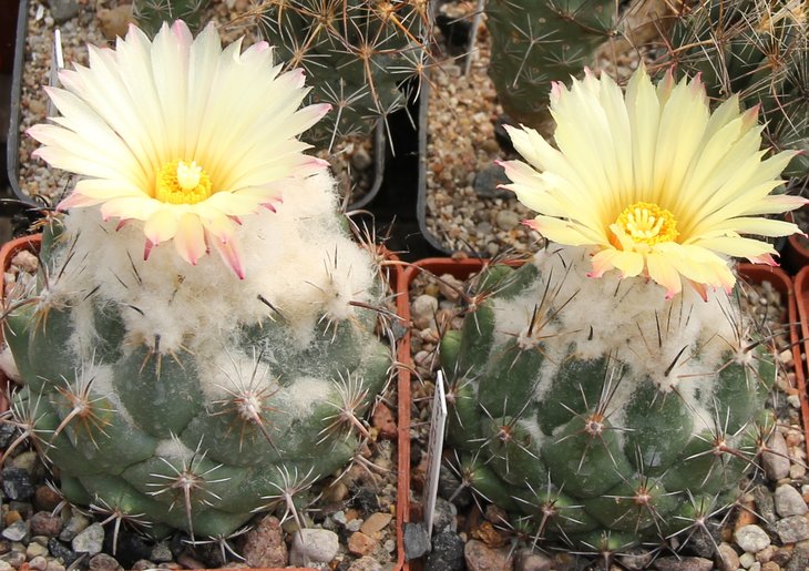 Coryphantha calipensis SB1390.