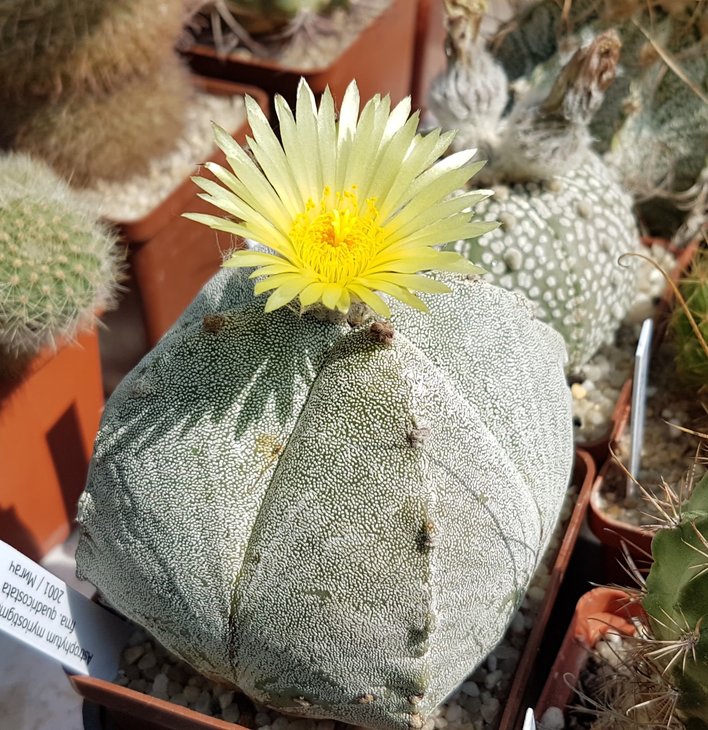 A. myriostigma f.quadricostata