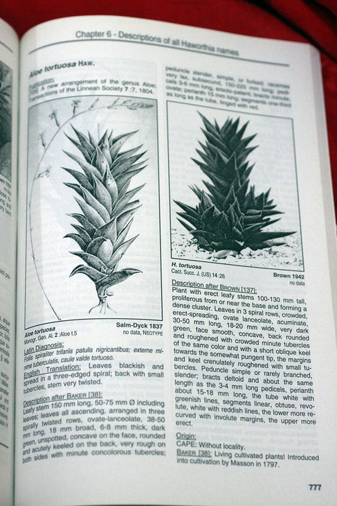 Haworthia tortuosa (Salm-Dyck, Brown)