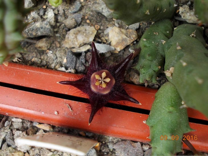 Duvalia sp. Blouhuis, S. Ladismith