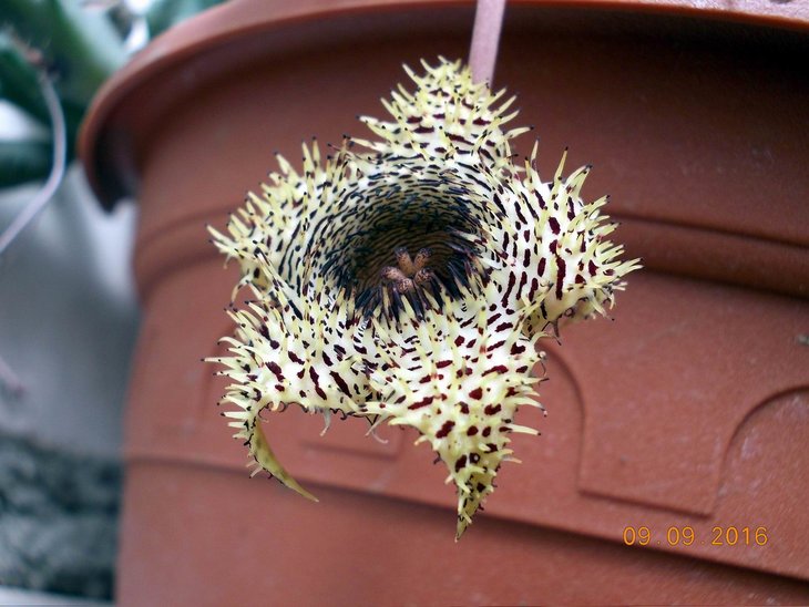 Huernia hystrix
