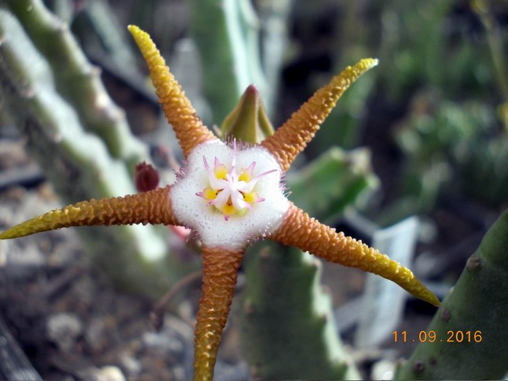 Stapelia flavopurpurea3 (brown fl), твоя, Саша