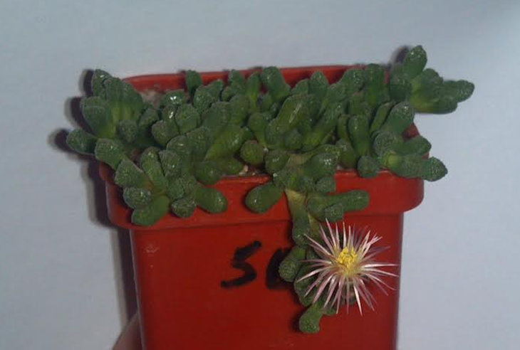 Neohenricia sibbettii