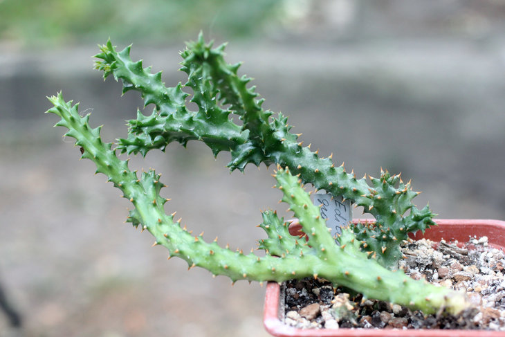 Edithcolea grandis