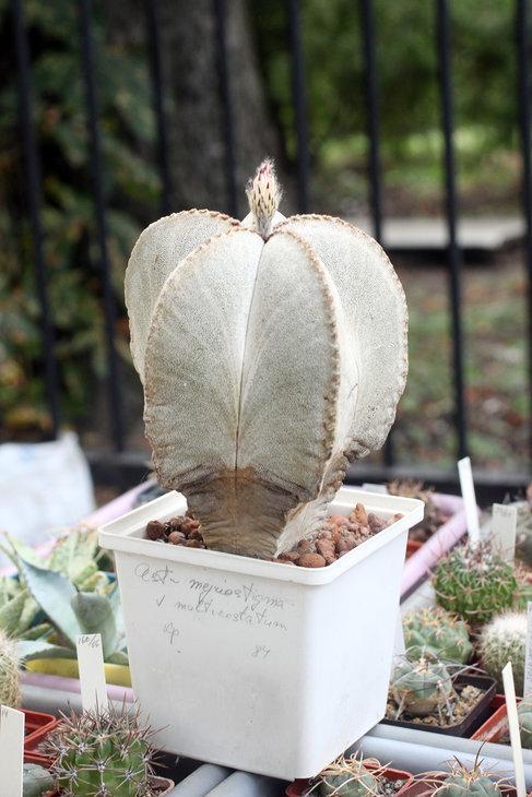 35-летний Astrophytum myriostigma v. multicostatum
