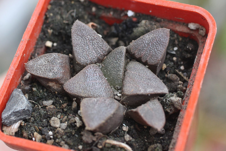 Haworthia bayeri