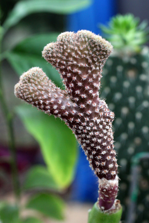 Puna clavarioides f. cristata