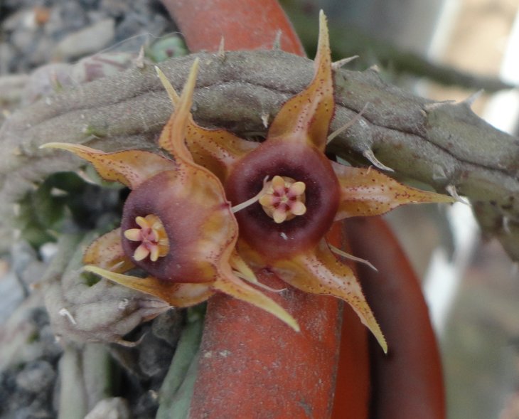 Huernia andreana DP8887 Kenia, Kizima Rock (ES14925)