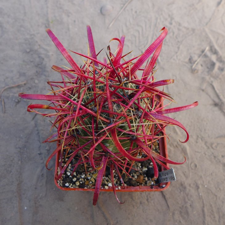 Ferocactus gracilis coloratus SB1282 Santa Rosallilita BCN