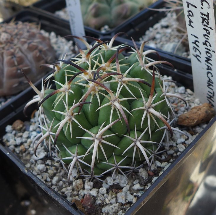 Coryphantha tripugionacantha L1464