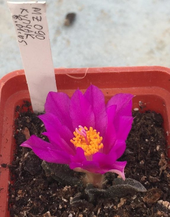 Ariocarpus scapharostrus MZ 090, Rayones I, Nuevo Leon, Mexico