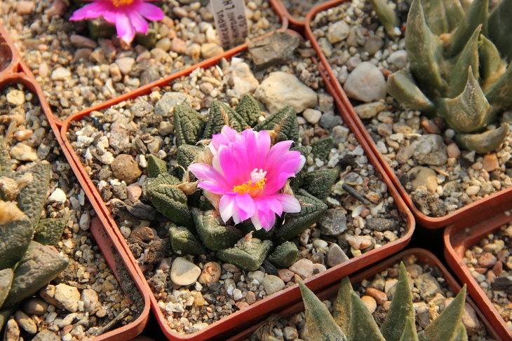 Ariocarpus fissuratus hintonii LH927