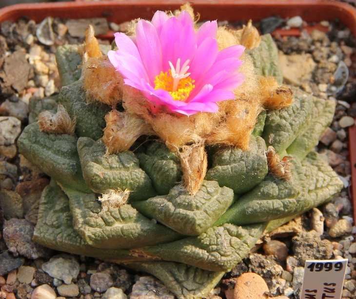 Ariocarpus fissuratus.JPG