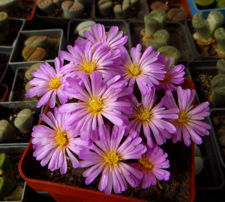 Ophthalmophyllum praesectum