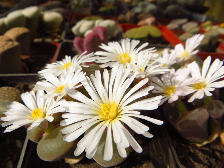Ophthalmophyllum sp.