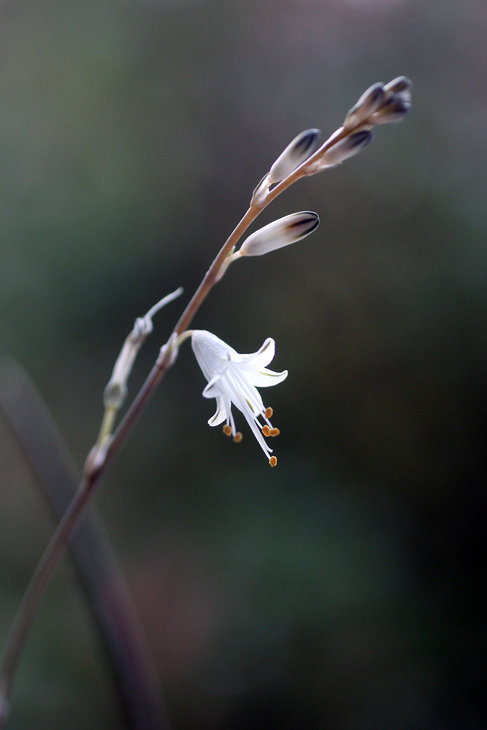 Aloe albiflora