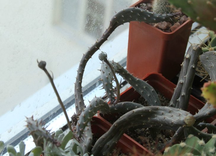 Senecio pendulus