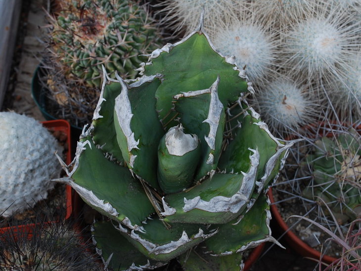 DSC_2415 i.jpg