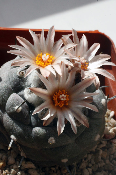 Turbinicarpus jauernigii
