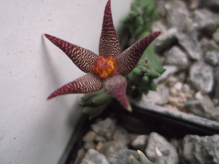 DSCF4872.JPG