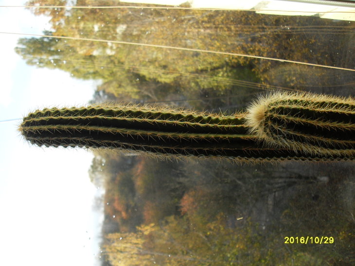 SDC16682.JPG