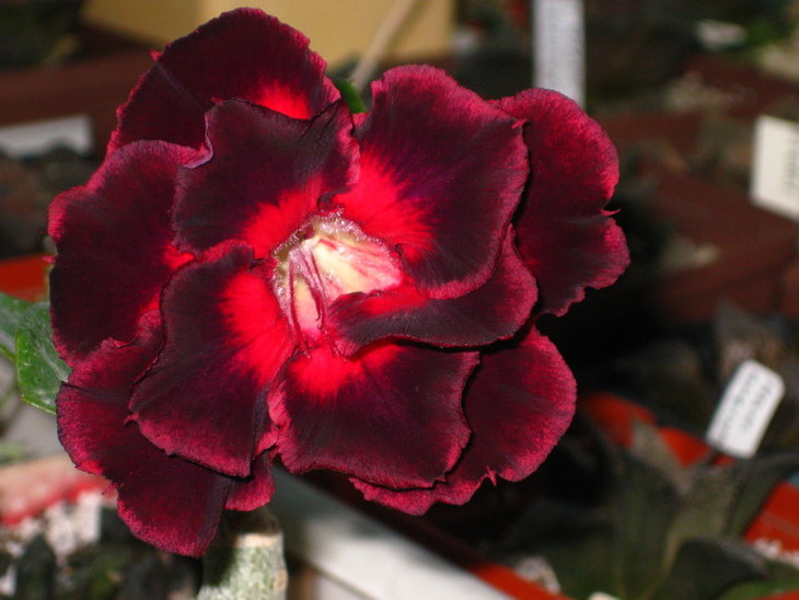 &quot;Black Bella&quot;