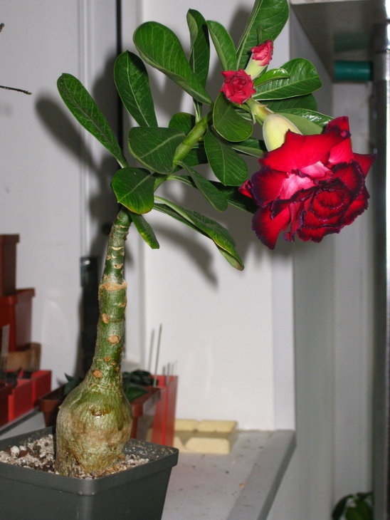 &quot;Hassade Red&quot;