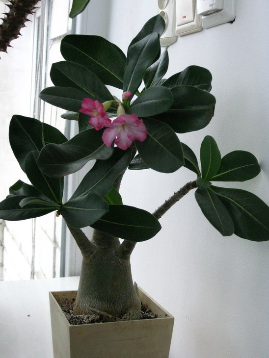 Adenium arabicum Saudi
