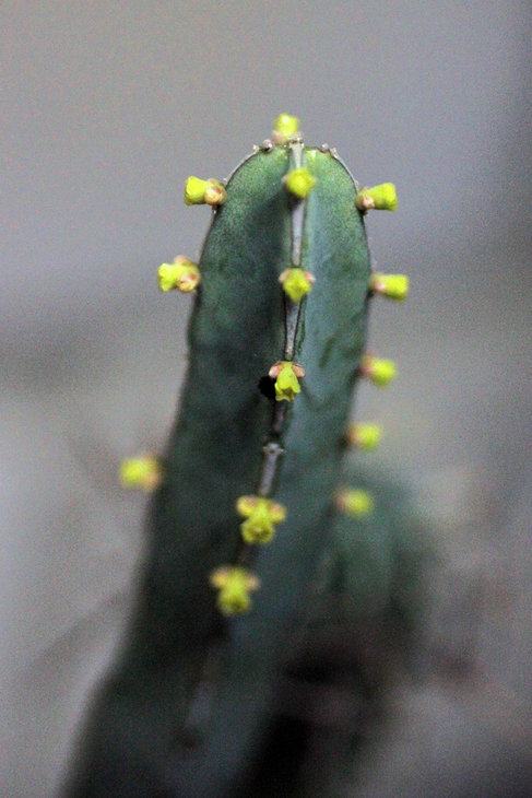 Euphorbia borenensis