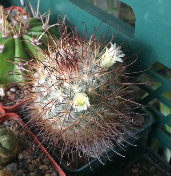 Mammillaria sp.