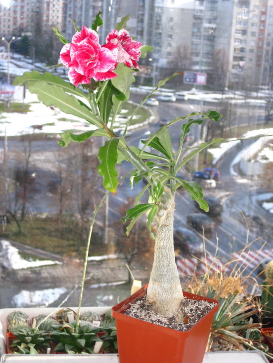 0 IMG_0509.jpg
