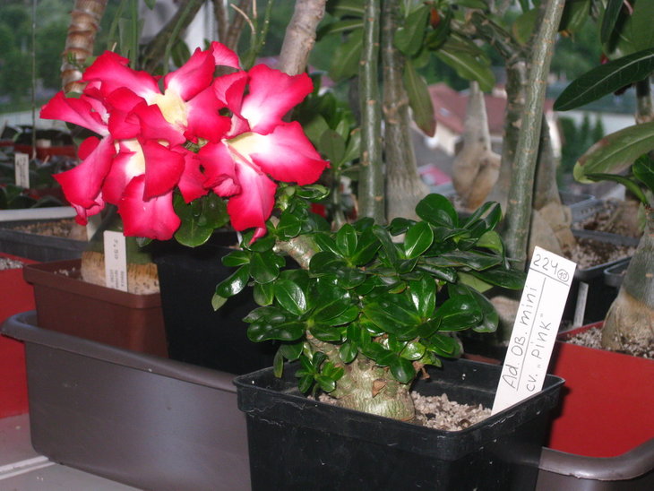 0 IMG_0048.jpg