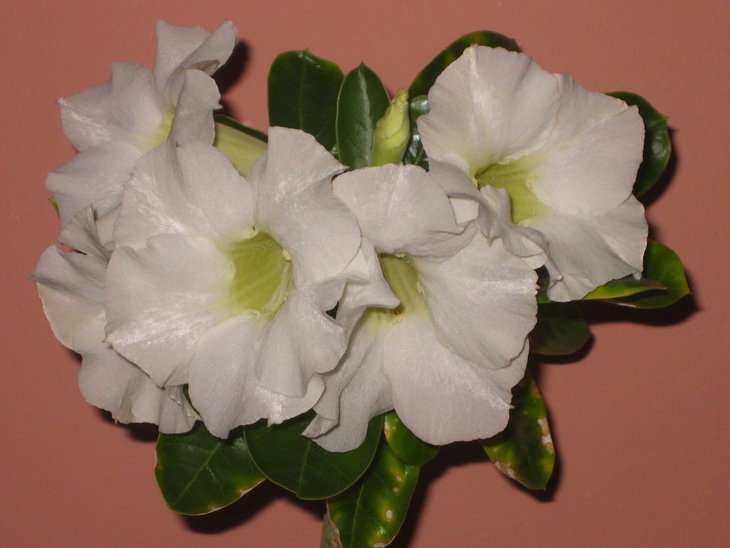 0 IMG_0104.jpg