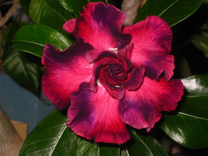 0 IMG_0184.jpg