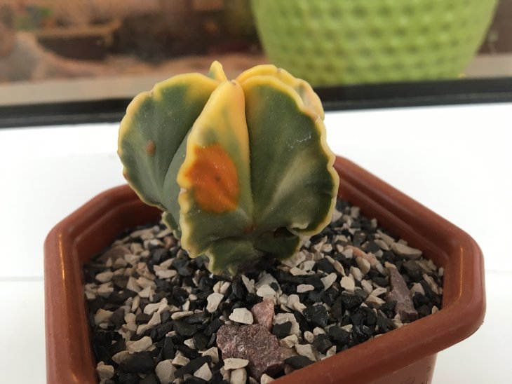2017-02-25 09.07.19.jpg