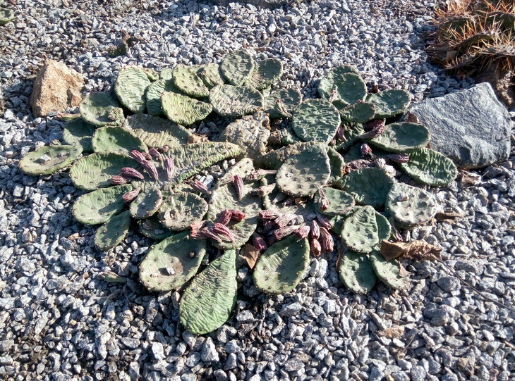 Opuntia humifusa