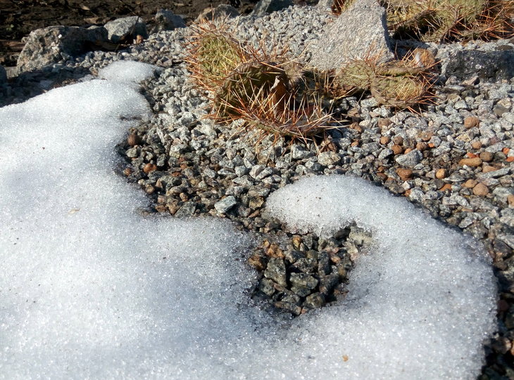 Opuntia phaeacantha var camanchica