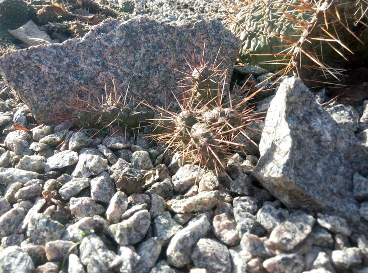 Opuntia fragilis