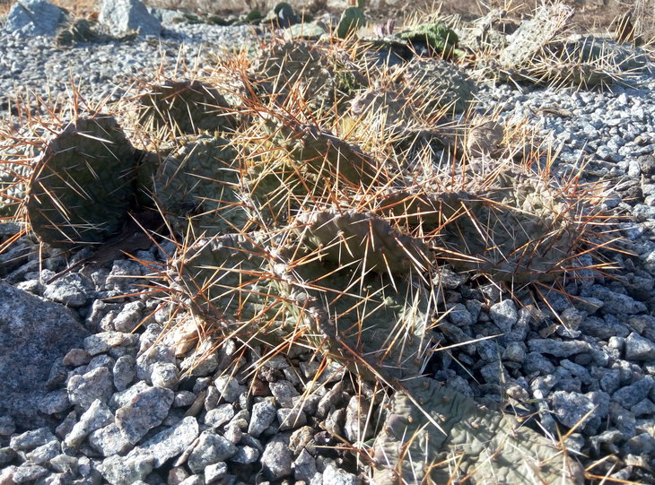 Opuntia phaeacantha var camanchica