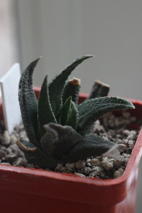 Haworthia scabra