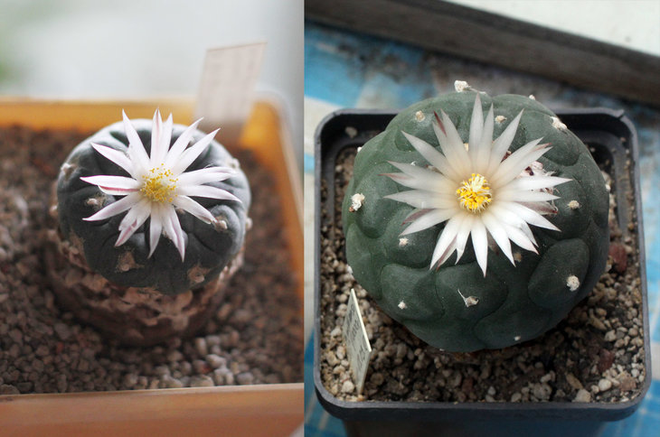 Lophophora koehresii 2013 / 2016