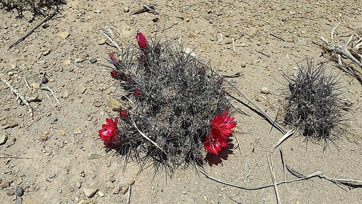 maihueniopsis nigrispinus