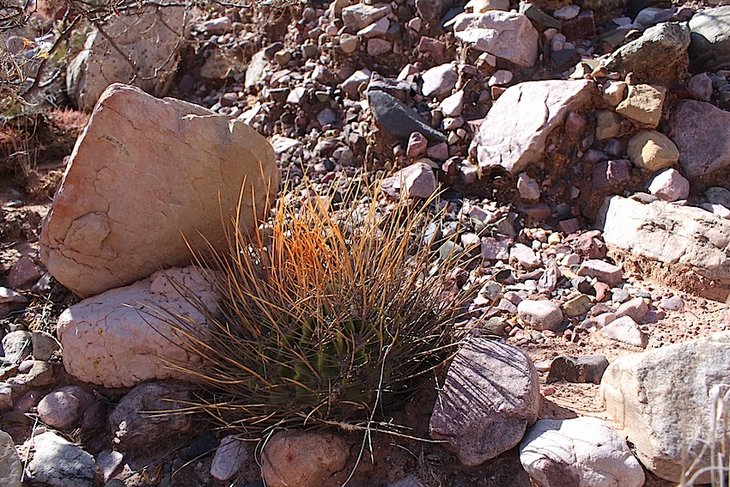 lobivia ferox