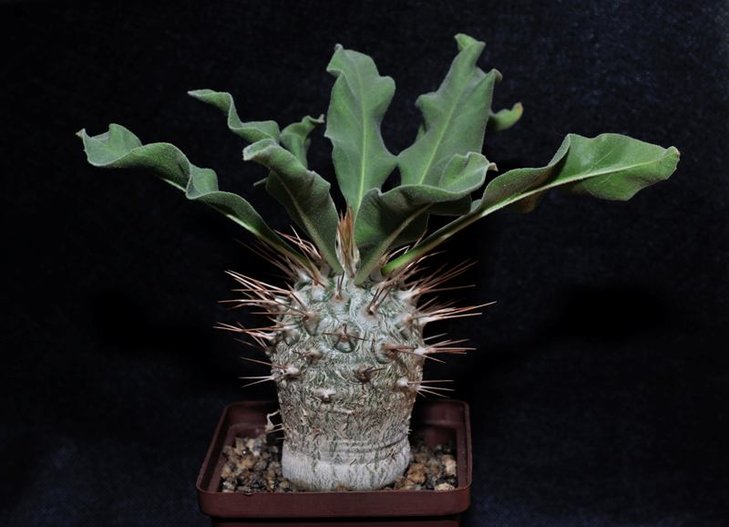 Pachypodium namaquanum