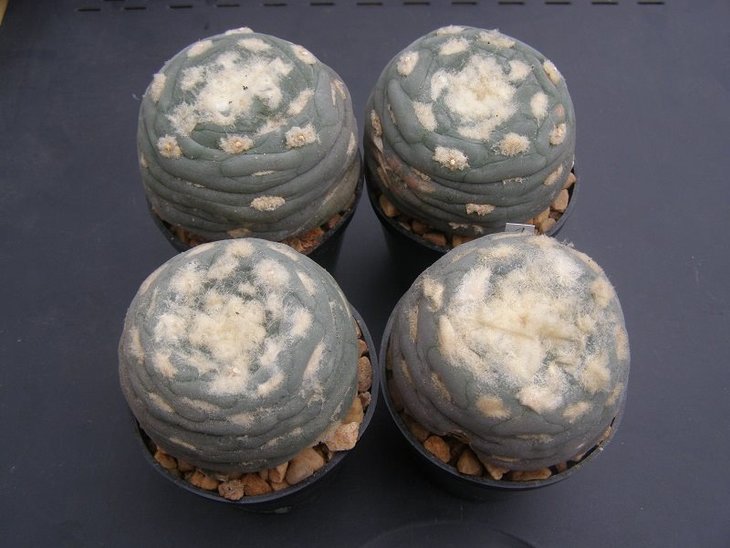 Lophophora alberto-vojtechii