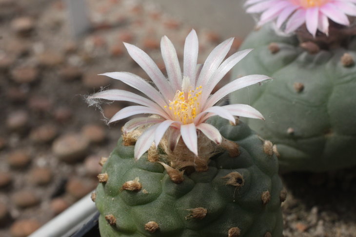 Lophophora koehresii, растение Юрия Норенко