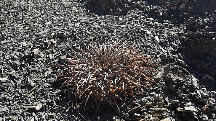 Gymnocalycium spegazzinii