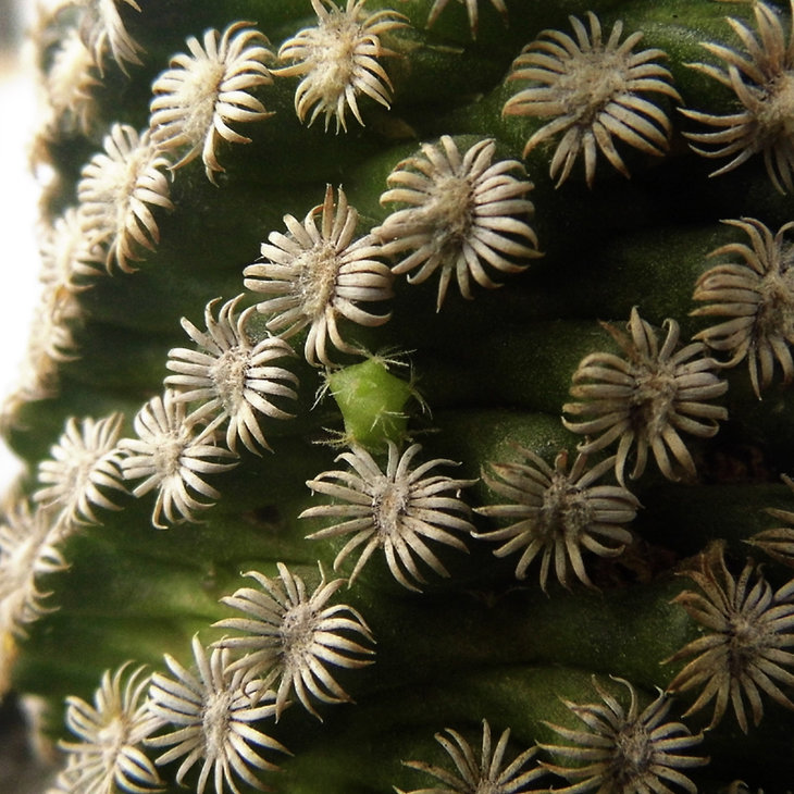 Mammillaria hernandezii.jpg