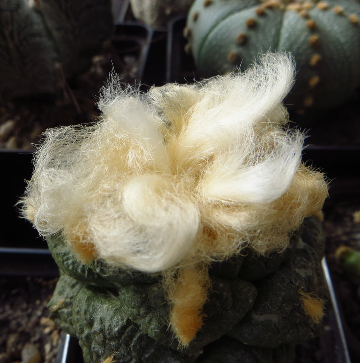 Ariocarpus fissuratus