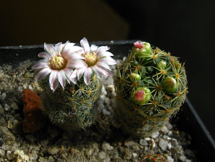 Mammillaria  schiedeana ssp. giselae .